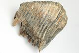 Woolly Mammoth Upper M Molar - North Sea Deposits #207294-4